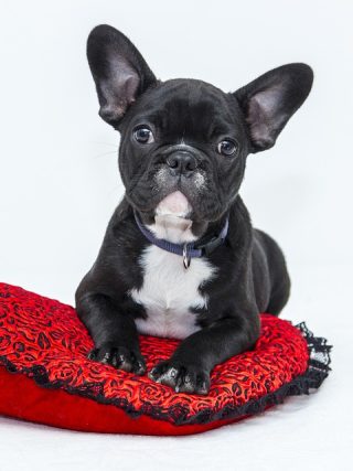 Breaking Down the Cost of Pet Care: Budgeting for Your Dog’s Health