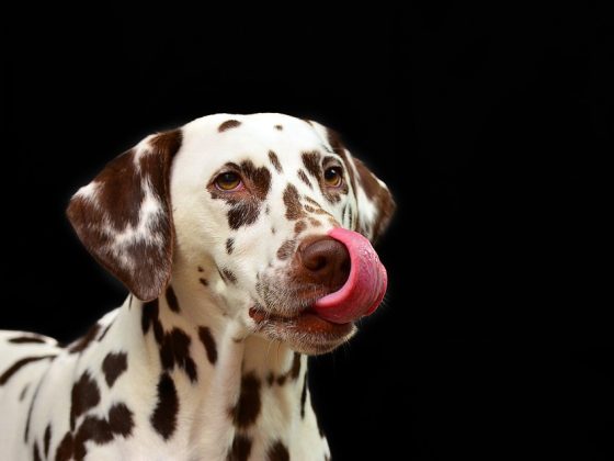 Breaking Down the Myths and Stereotypes of Specific Dog Breeds