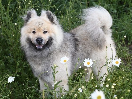 Living Large: Tips for Caring for and Training Big Dog Breeds