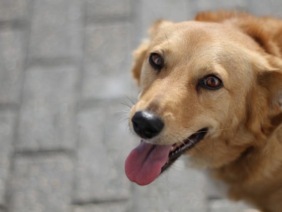 Making Memories: Adventures in Dog-Friendly Travel