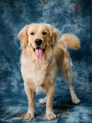 The Role of Mental Stimulation in Promoting Your Dog’s Wellbeing