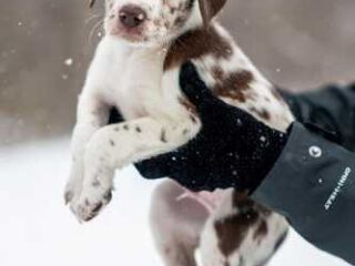 Puppy Love: Your Ultimate Guide to Pawesome Care Tips!