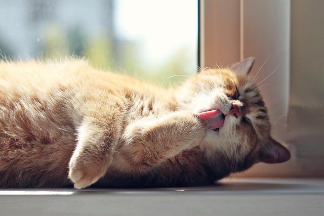 Create a Cozy Cat Paradise with Plush Beds and Cat Trees