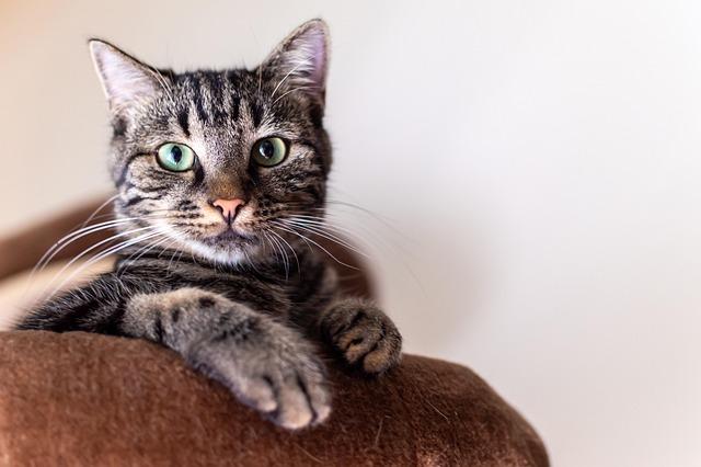 Safety First: Cat-proofing Your Home with the Right Accessories