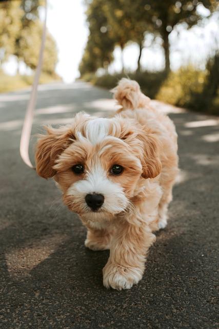 Pampered Pooch Essentials for Cozy Comfort