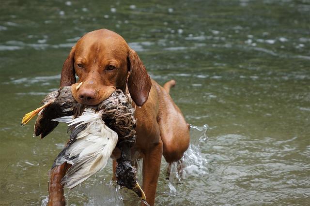 The magic of Positive Reinforcement and why It Works