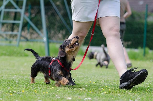 Mastering the Basics: Teach Your Pup ‌to Retrieve with Easy Commands
