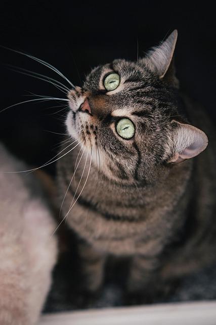 Pamper Playtime: The best Toys for Spoiling Your Kitty