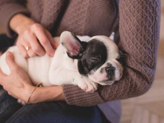 Easy Puppy Care Tips: Keep Your Furry Friend Happy!