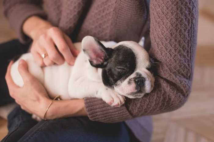 Easy Puppy Care Tips: Keep Your Furry Friend Happy!