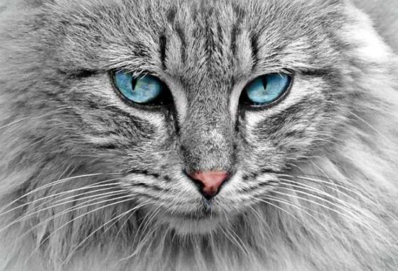 Why Cats are the Ultimate Cuddle Ninjas of the World