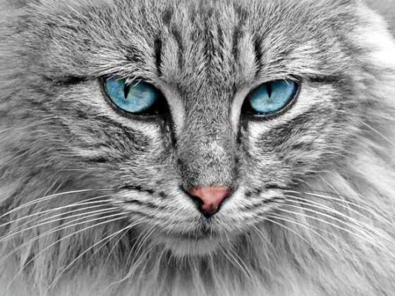 Why Cats are the Ultimate Cuddle Ninjas of the World