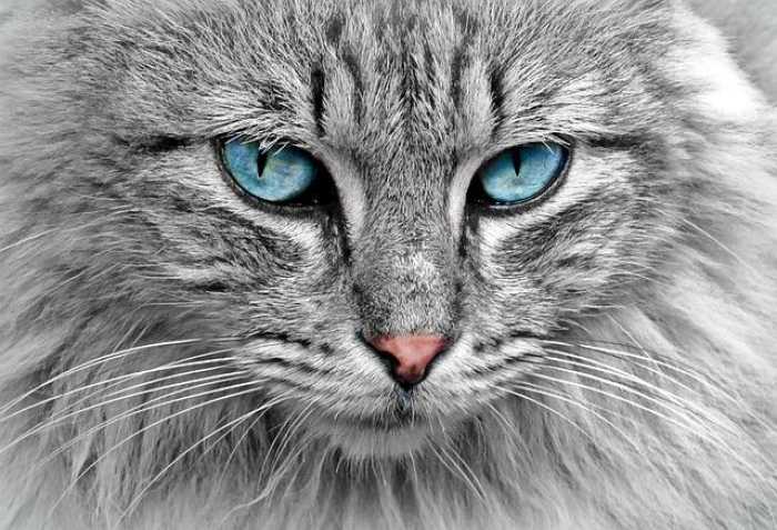 Why Cats are the Ultimate Cuddle Ninjas of the World