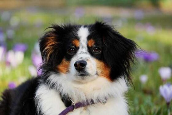 Fly the Furry Skies: The Best Airlines for Dog Travel!
