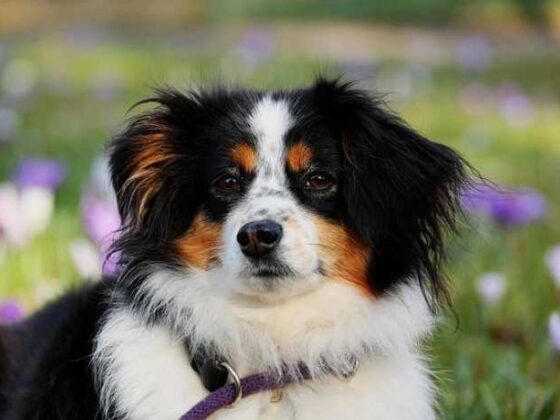 Fly the Furry Skies: The Best Airlines for Dog Travel!