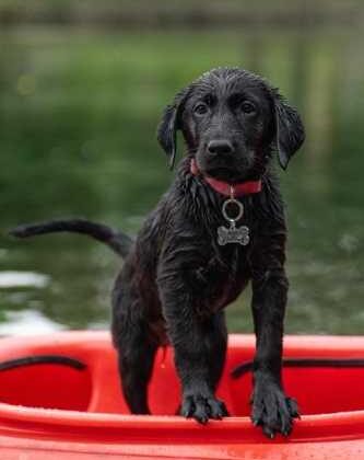 Your First Puppy? Easy Tips for New Pet Parents!