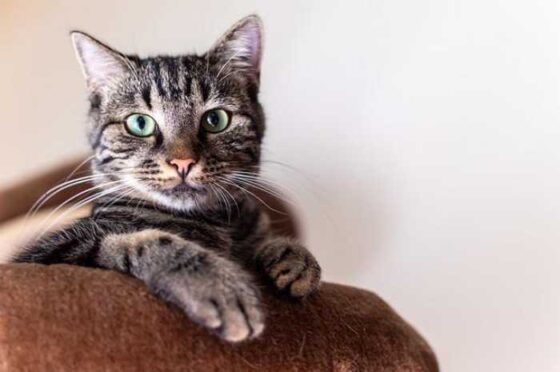 Pamper Your Purr-fect Pal with Luxe Cat Accessories!