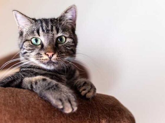 Pamper Your Purr-fect Pal with Luxe Cat Accessories!