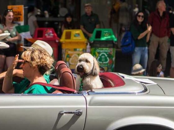 Fetching Adventures: Your Guide to Traveling with Dogs!