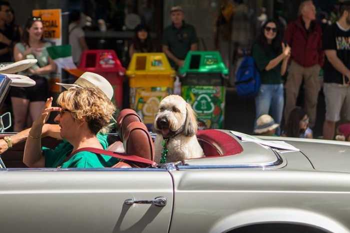 Fetching Adventures: Your Guide to Traveling with Dogs!