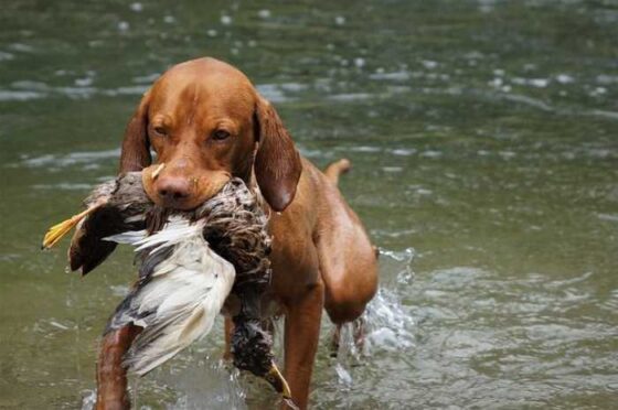 Unleash the Fun: Your Ultimate Guide to Dog Training!