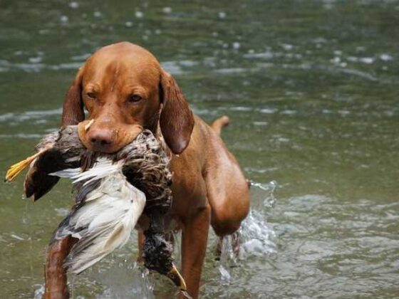 Unleash the Fun: Your Ultimate Guide to Dog Training!