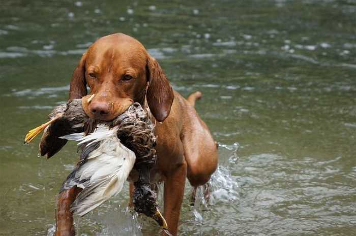 Unleash the Fun: Your Ultimate Guide to Dog Training!