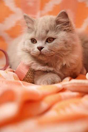 Feline Friendly: Must-Have Cat Accessories for Your Home!
