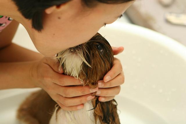 Fun and Engaging Activities to Bond with Your Furry Friend