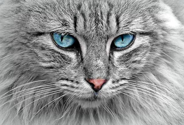 Playtime Bliss: Toys That Will Keep Your Cat Entertained for Hours