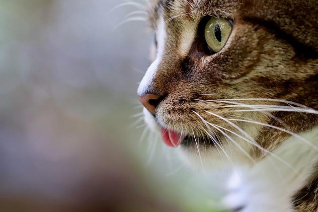 The Softest Stealth: Understanding Your Cat's Cuddling Techniques