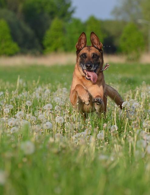 best Dog-Friendly Destinations You Need to Explore