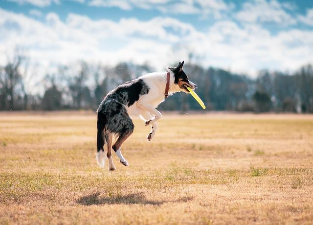 Fetch-tastic Toys That Will Keep Them Entertained