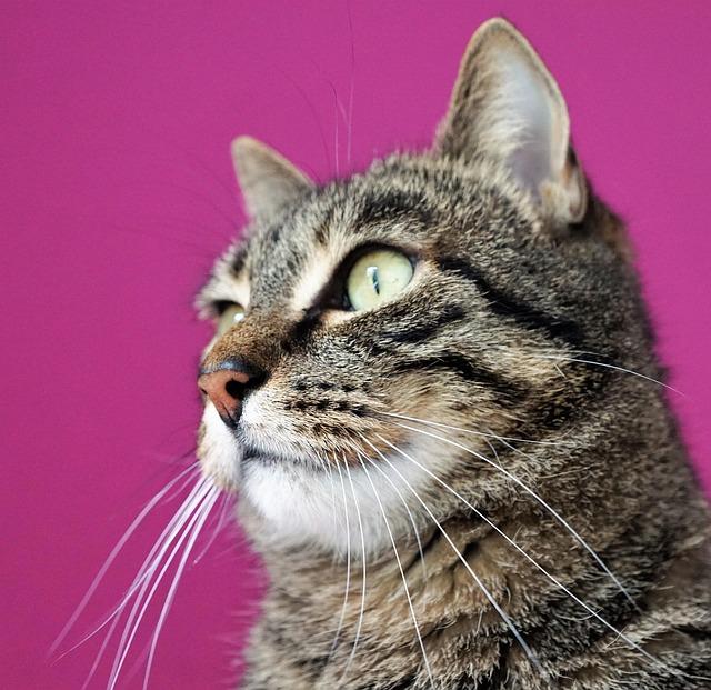 tips for a Stress-Free Road Trip with Your furry Friend