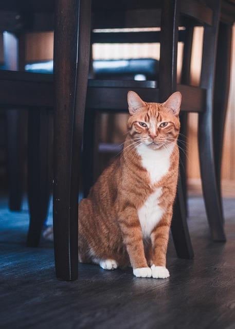Must-Have Cat furniture That Combines Style and Fun