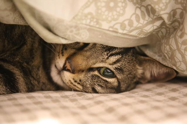 Chic and Cozy Cat Beds to Enhance Your Living Space
