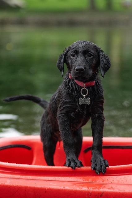 Fun and Games: Best Activities to Keep Your Pup entertained