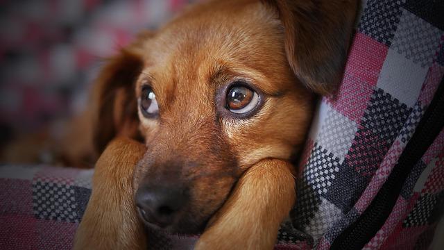 Understanding Your Puppy's Needs for a Happy Life