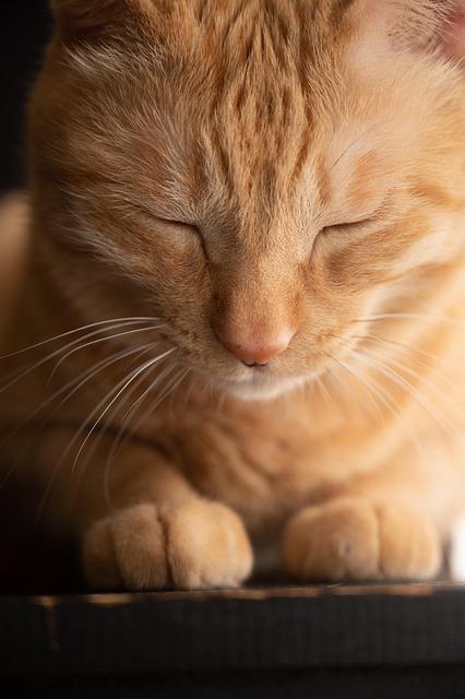 Making the Most of Your Cuddle Time: Tips for Ultimate Feline Snuggles