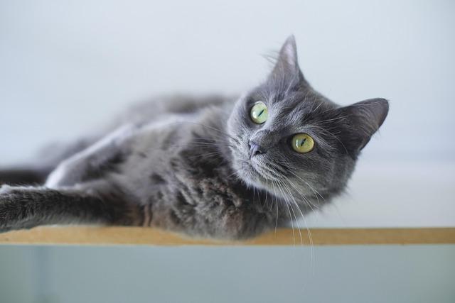 Unleash the Feline Fashionista with Stylish Cat Collars