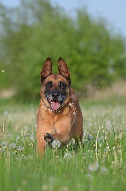 dog-friendly Activities to​ Keep Tails Wagging
