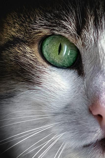 The​ Importance‌ of timing: When to Get⁣ Your Pet's Health Certificate