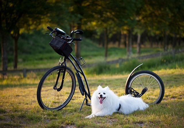 Understanding ⁤Your Pup's Behaviour and Needs