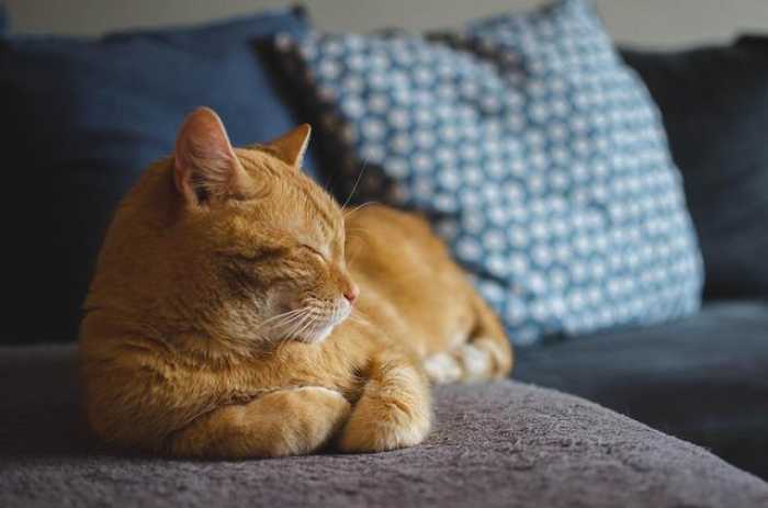 Purr-fect Cat Accessories Gifts Your Feline Will Love!