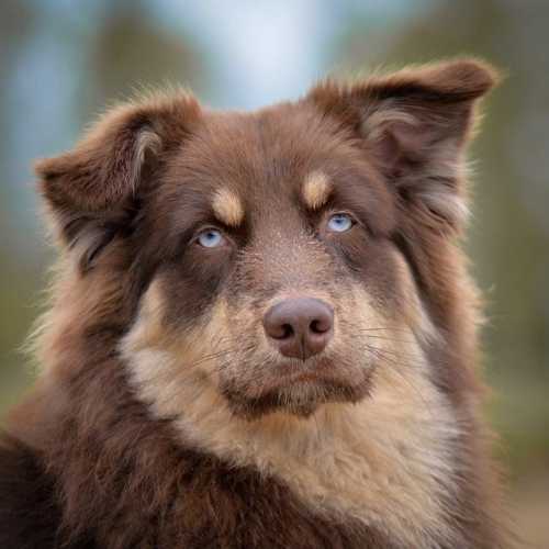 Pet Travel Made Easy: Your Guide to Health Certificates!