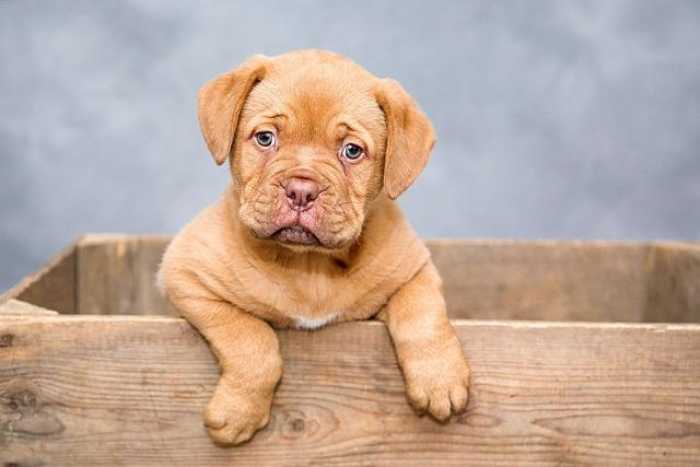 Mastering Dog Training at Home: Tips for Pawesome Results!