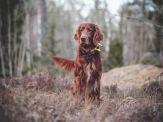 Dog Training 101: Simple Tips for a Paws-itively Awesome Pup!