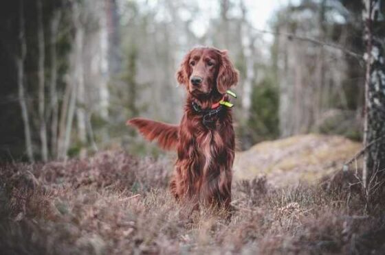 Dog Training 101: Simple Tips for a Paws-itively Awesome Pup!