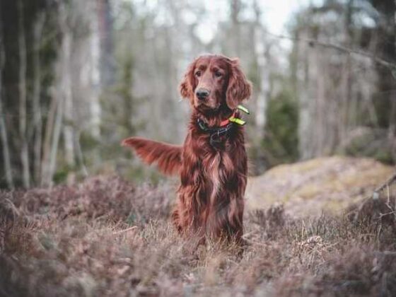 Dog Training 101: Simple Tips for a Paws-itively Awesome Pup!