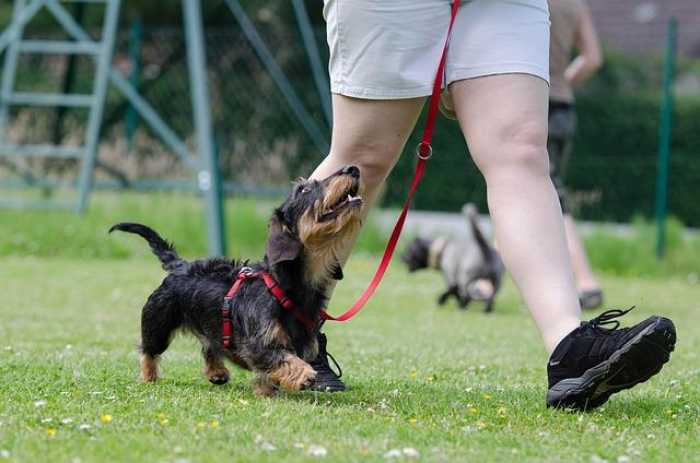 “Pawsitive Vibes: The Best Dog Training Videos to Watch!”